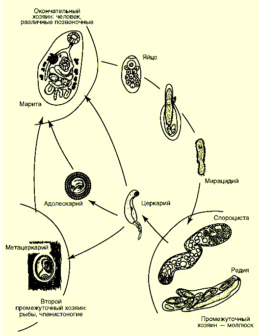 Спороцисты редии. Жизненный цикл трематод схема. Схема цикла развития трематод. Общая схема цикла развития трематод. Жизненный цикл сосальщиков схема.