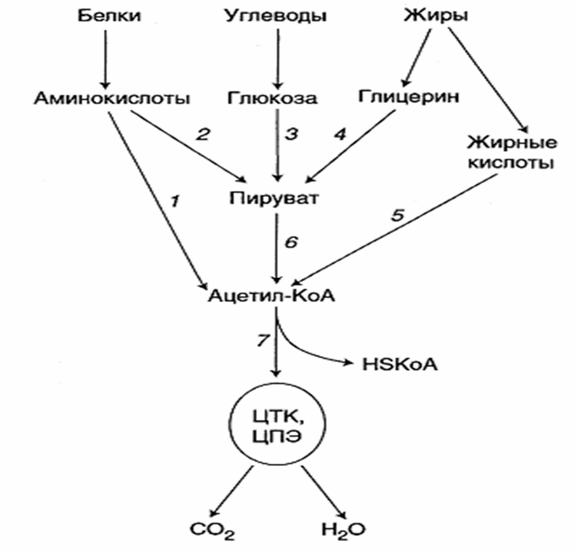 Схема белка. Пути метаболизма ацетил-КОА В клетке. Схема обмена ацетилкоэнзима а. Связь ЦТК С дыхательной цепью. Обмен ацетил-КОА липидов.