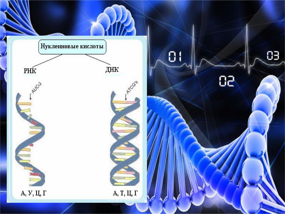 Рибонуклеиновая кислота. Матричный Синтез. Ауторепродукция нуклеиновых кислот ДНК на ДНК РНК на РНК ДНК. 3 Матричных синтеза.
