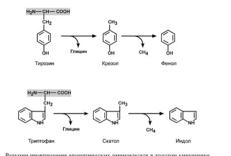Гниение аминокислот. Ферментативное превращение аминокислот реакция. Схема метаболизма ароматических аминокислот. Схема взаимопревращения аминокислот. Превращение аминокислот под действием микрофлоры кишечника.