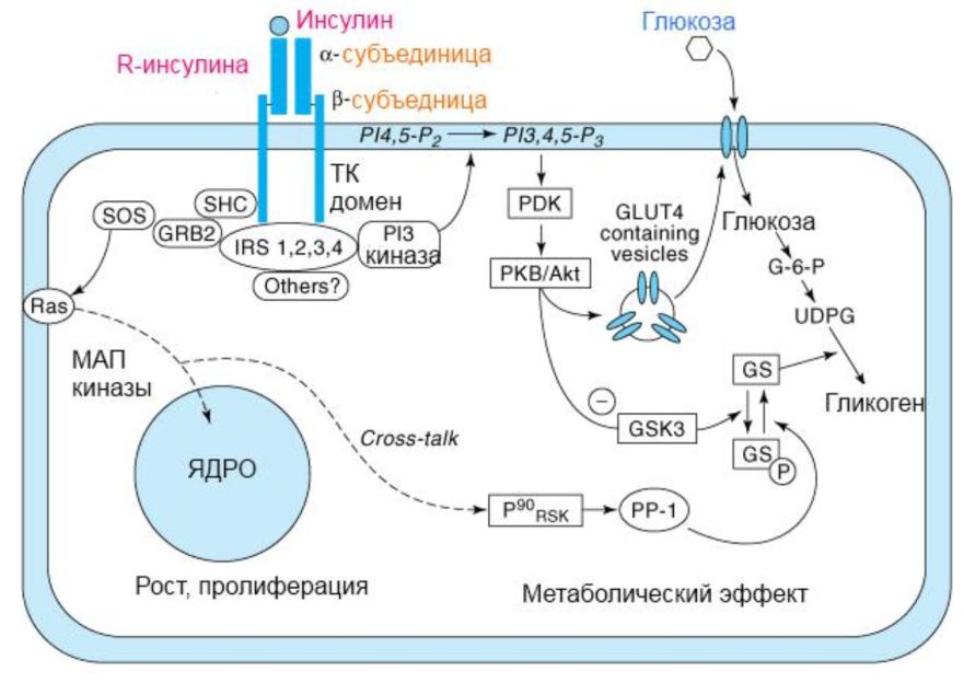 Участвует в синтезе инсулина. Схема действия инсулина на жировую ткань. Схема сигнального пути инсулина. Схема действия инсулина биохимия. Схема секреции инсулина.