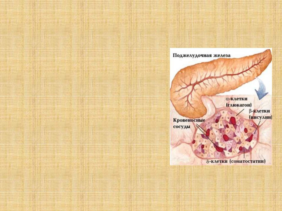Какая эндокринная железа изображена на рисунке. Рисунок на котором изображена железа вырабатывающая гормон инсулин. Поджелудочная железа инсулин и глюкагон. Глюкагон гормон поджелудочной железы строение. Глюкагон железа вырабатывающая гормон.