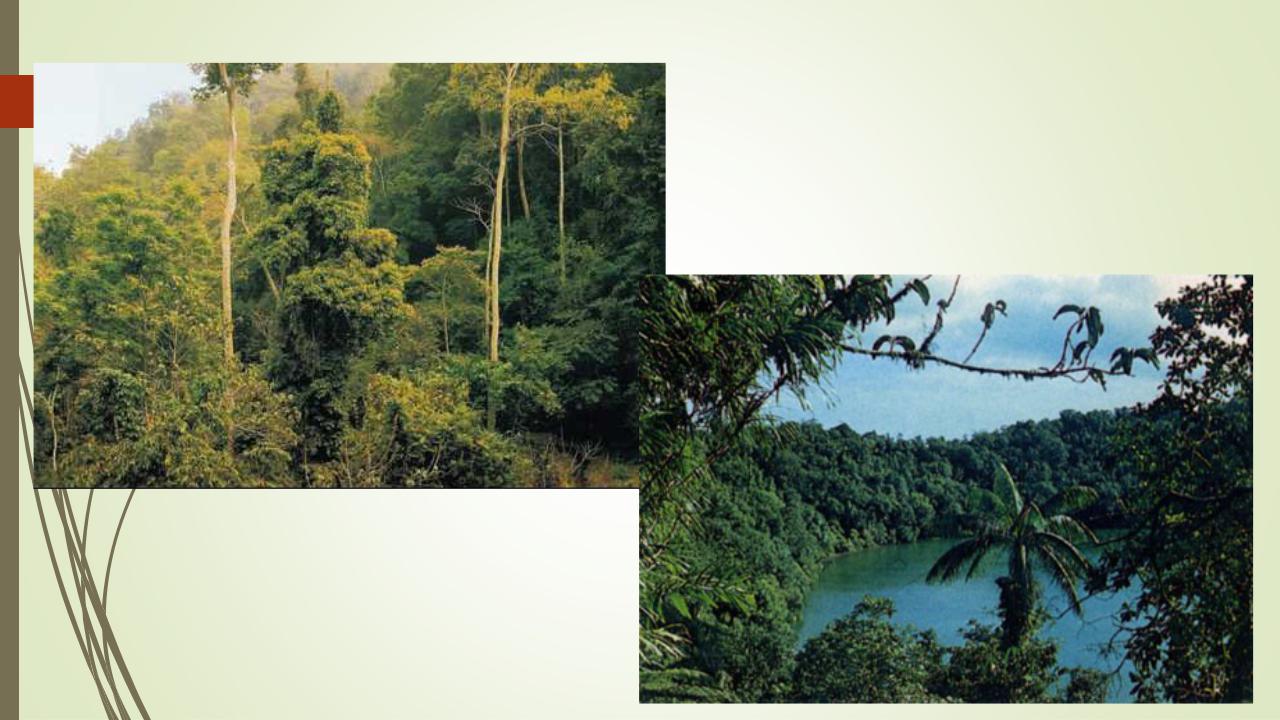 Экваториальные леса признаки
