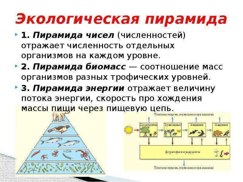 Экологические пирамиды биомасс энергии. Экологическая пирамида это в биологии. Пирамида биомасс пирамида чисел пирамида энергии. Экологическая пирамида биомассы и энергии. Экологические пирамиды : пирамида чисел, биомассы, энергии.
