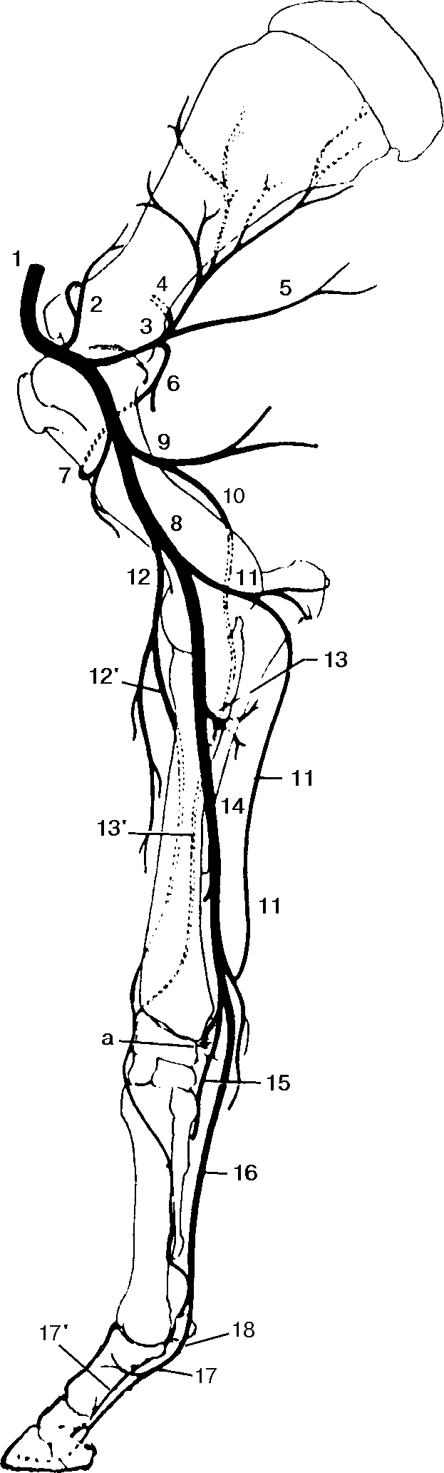 colici pe penis cum se determină dimensiunea penisului prin aspectul său