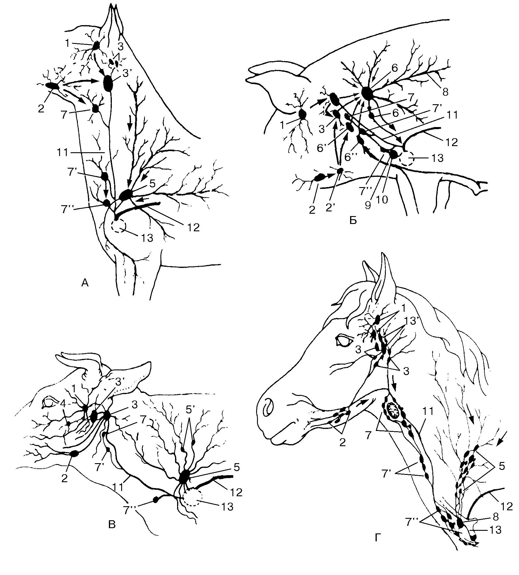 Схема лимфоузлов головы. Околоушные лимфатические узлы КРС. Лимфатические узлы шеи животных. Лимфатическая система КРС. Лимфатические узлы КРС схема.