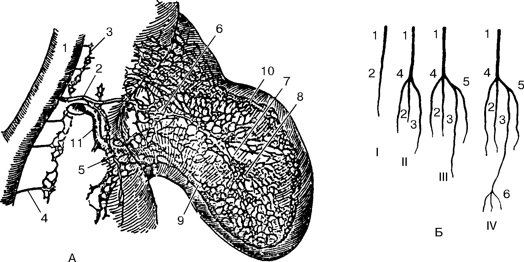 părți ale corpului sensibile la penis cât costă un penis masculin