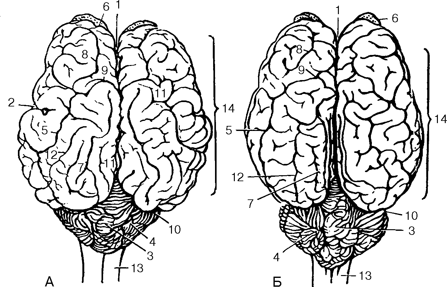 Строение головного мозга. Головной мозг позвоночных животных. Дорсальная поверхность головного мозга. Головной мозг домашних животных анатомия. Складчатая поверхность головного мозга