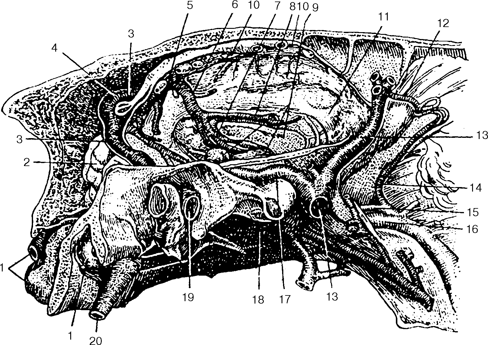 Сонная артерия у свиньи где фото. Анатомия свиньи Сонная артерия. Венозные синусы головного мозга лошади. Поросенка яремная Вена.
