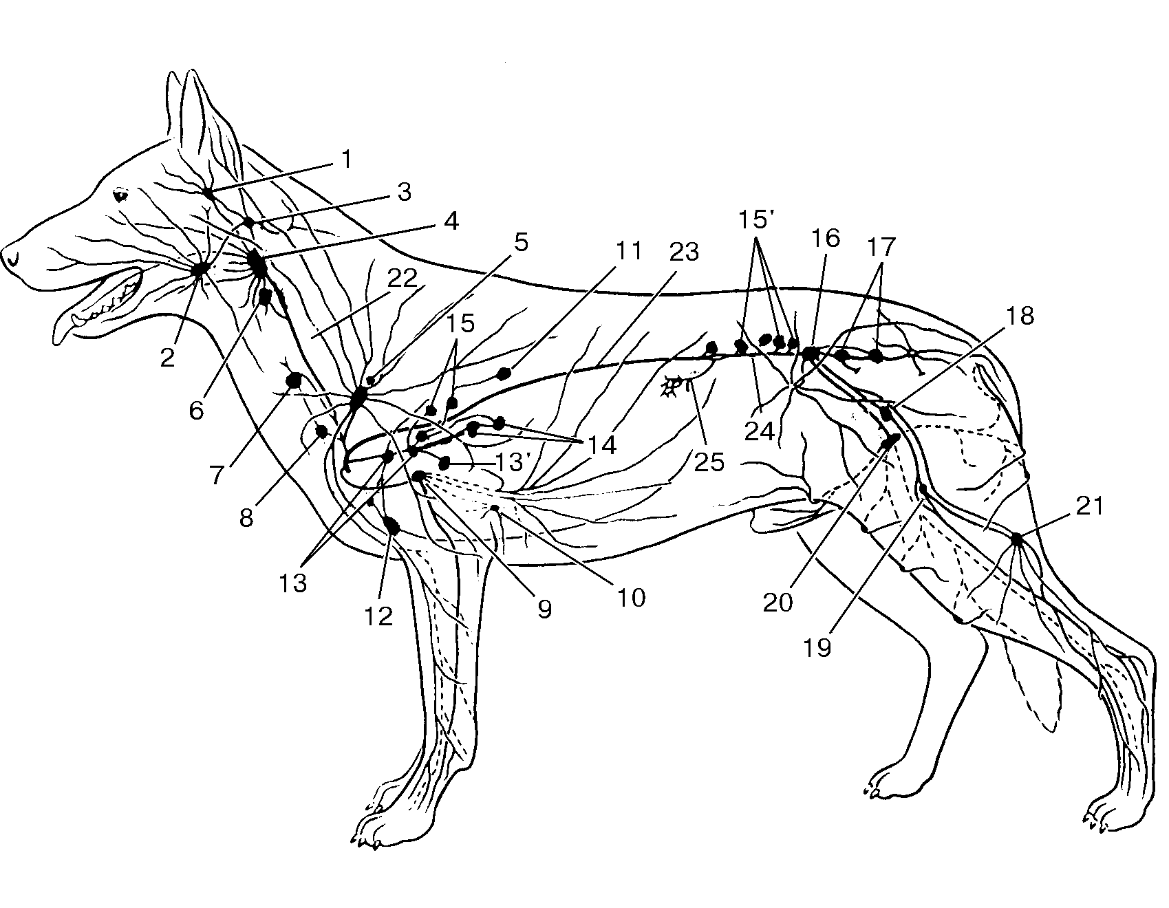 Лимфатическая система собаки расположение. Анатомия собаки лимфатическая система. Лимфатическая система собаки схема. Лимфатическая система головы собаки. Увеличены лимфоузлы у собаки