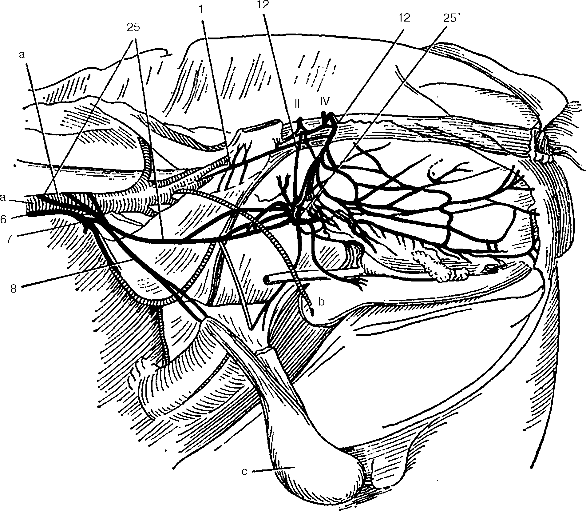 Нервные узлы сплетения. Краниальный шейный симпатический ганглий. Шейный отдел симпатического ствола. Шейный ганглий анатомия. Подключичная петля симпатического ствола.