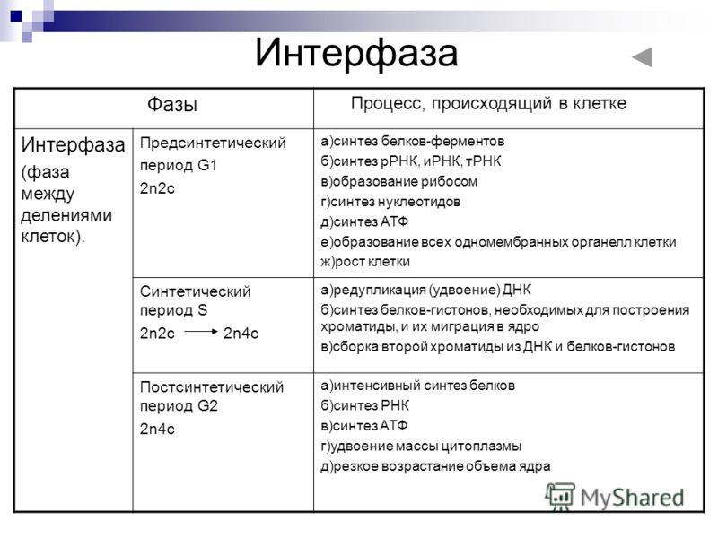 3 этапа интерфазы. Фазы митоза и процессы таблица интерфаза. Фазы митоза интерфаза. Период g2 в интерфазе митоза.