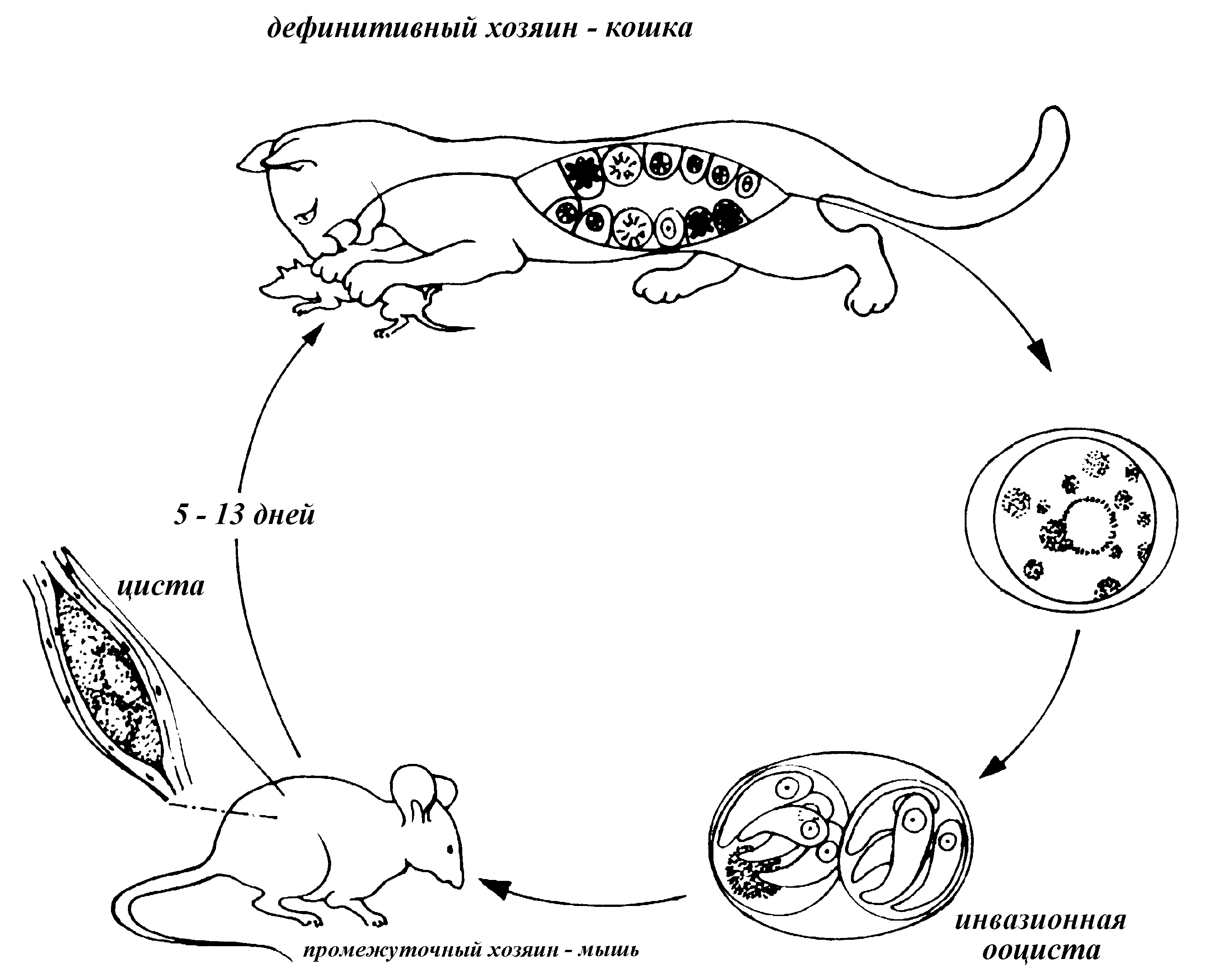 Циклы развития кошачьей