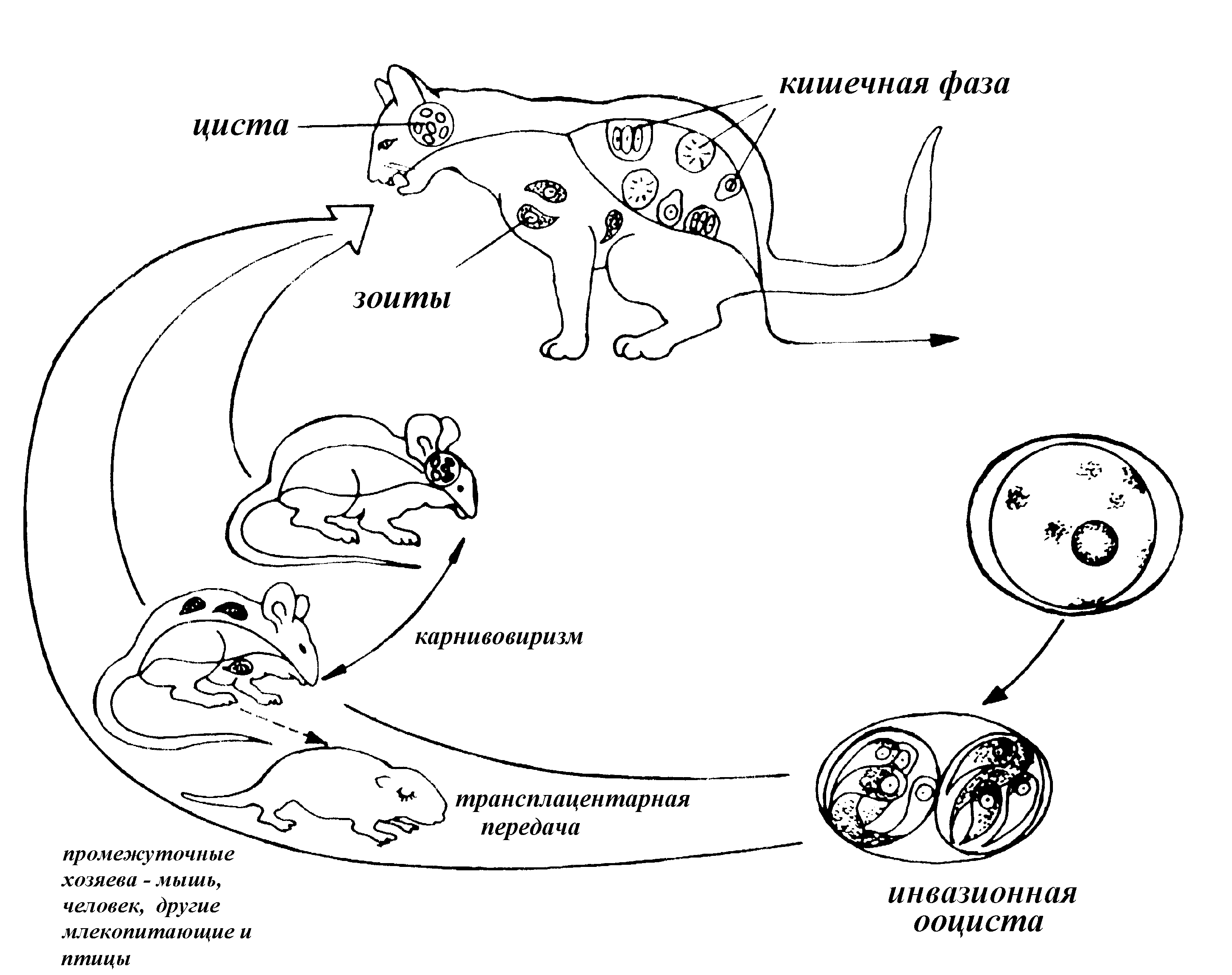 Жизненный цикл возбудителя. Жизненный цикл Toxoplasma gondii схема. Схема жизненного цикла развития токсоплазмы. Токсоплазмоз кошек жизненный цикл. Жизненный цикл малярийного токсоплазмы.