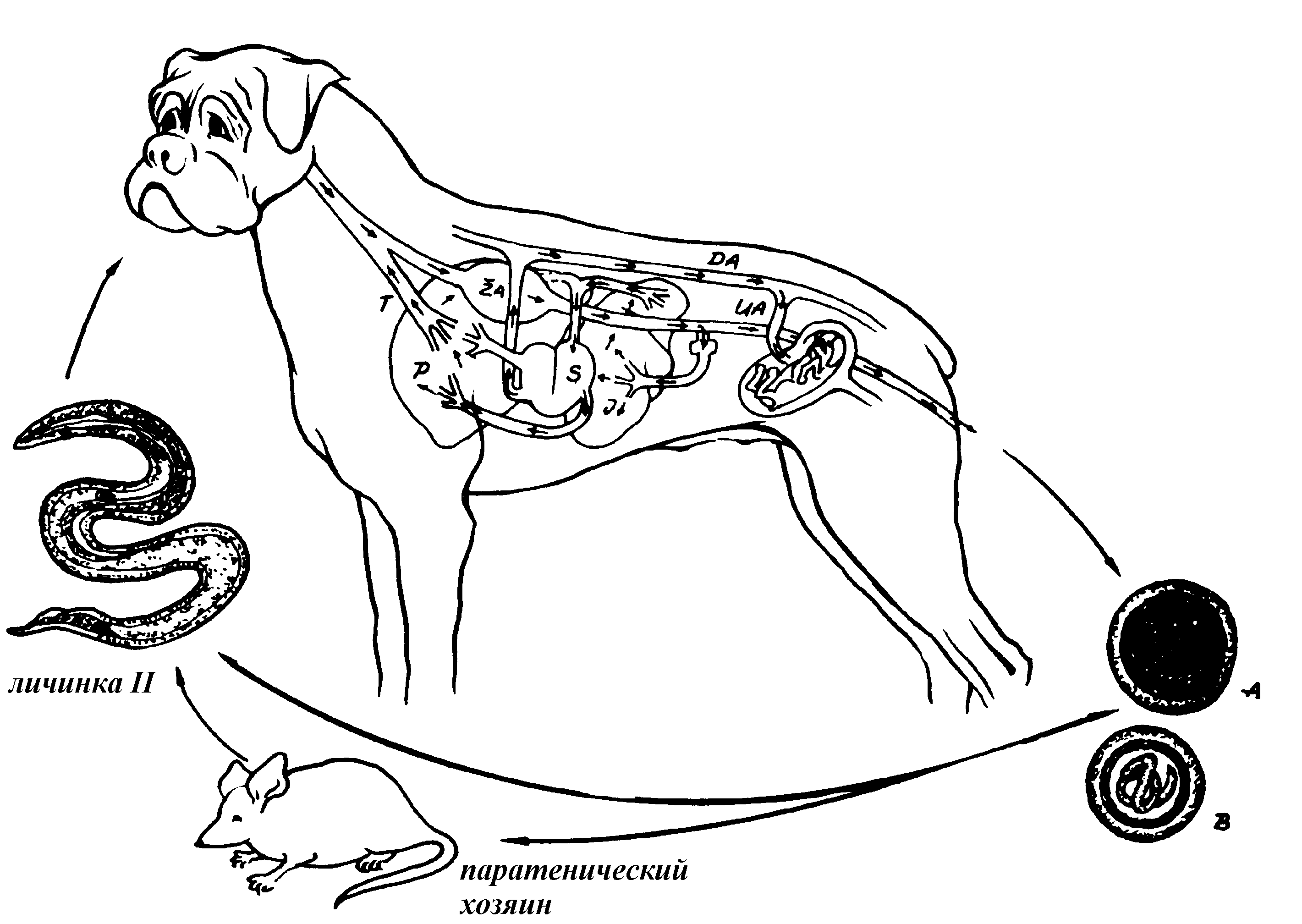 Toxocara canis цикл. Toxocara canis жизненный цикл. Токсокара собачья жизненный цикл. Токсокара собачья цикл развития. Toxocara canis цикл. Toxocara canis жизненный цикл. Токсокара собачья жизненный цикл. Токсокара собачья цикл развития.