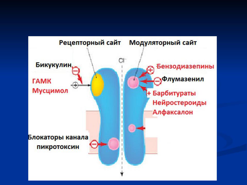 Презентация на тему: ЭКСАЙТОТОКСИЧНОСТЬ