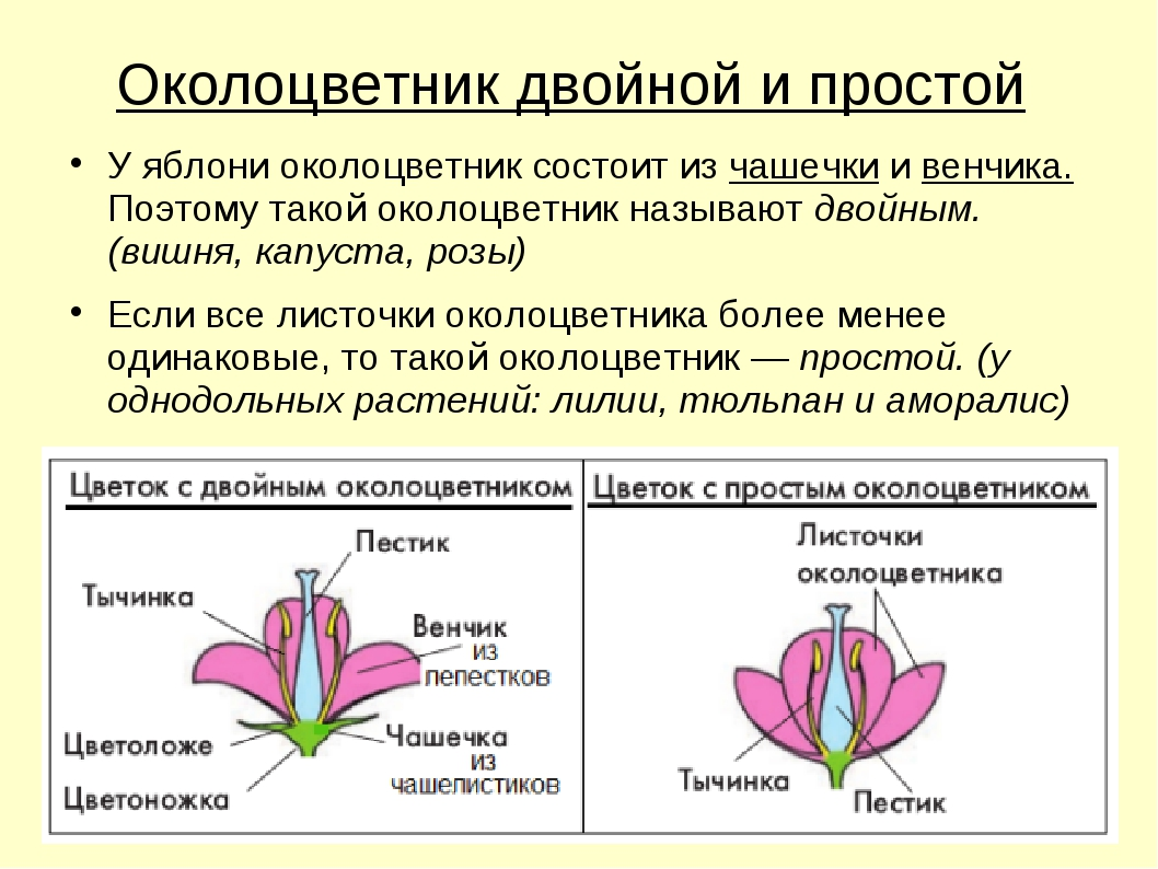 Функция цветка образования. Околоцветник фиалки. Околоцветник это в биологии 6 класс. Околоцветник цветка из чашечки и венчика. Околоцветник цветка яблони.