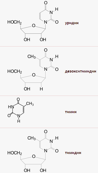 Схема образования тимидина