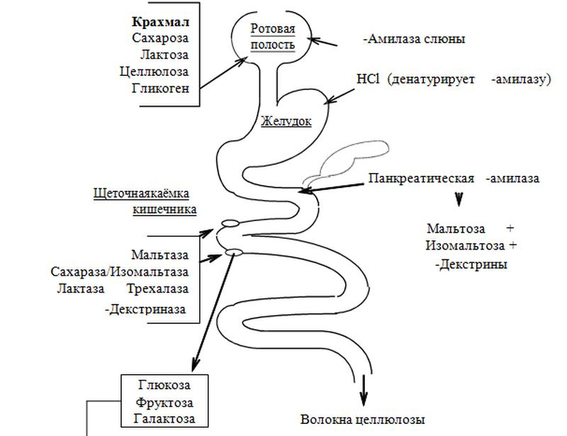 Где начинает перевариваться. Этапы переваривания биохимия. Переваривание и всасывание углеводов схема. Этапы переваривания углеводов биохимия. Процесс расщепления и всасывания углеводов схема.