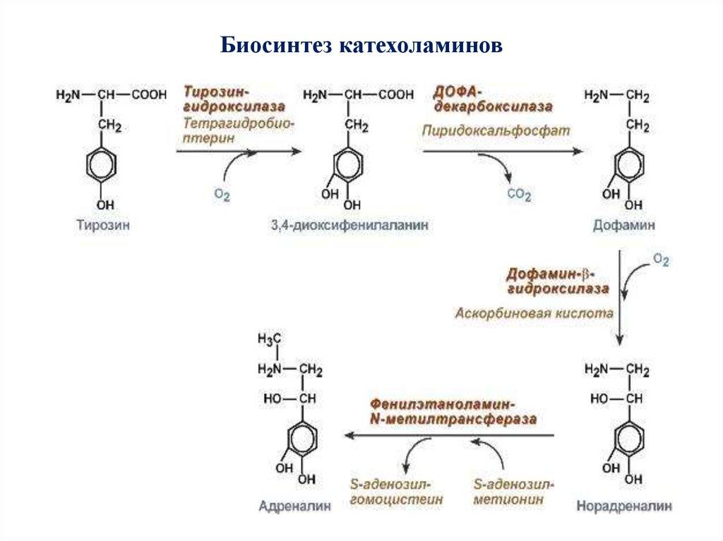 Синтез тирозина. Реакции биосинтеза гормонов щитовидной железы.. Катехоламины Синтез адреналин. Схема синтеза катехоламинов. Синтез гормонов из тирозина.