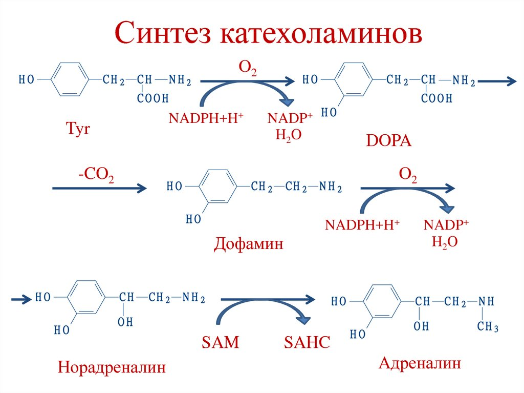 Синтез катехоламинов биохимия из тирозина. Реакции синтеза из тирозина катехоламинов. Образование дофамина из тирозина. Синтез дофамина биохимия. Адреналин образуется