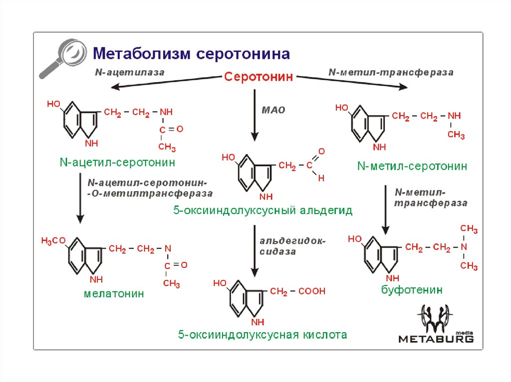 Серотонин катаболизм. Синтез серотонина из триптофана. Схема синтеза и инактивации серотонина. Метаболизм триптофана серотониновый путь биохимия.