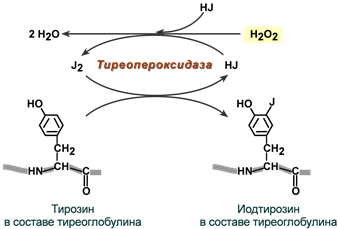 Схема синтеза тиреоидных гормонов