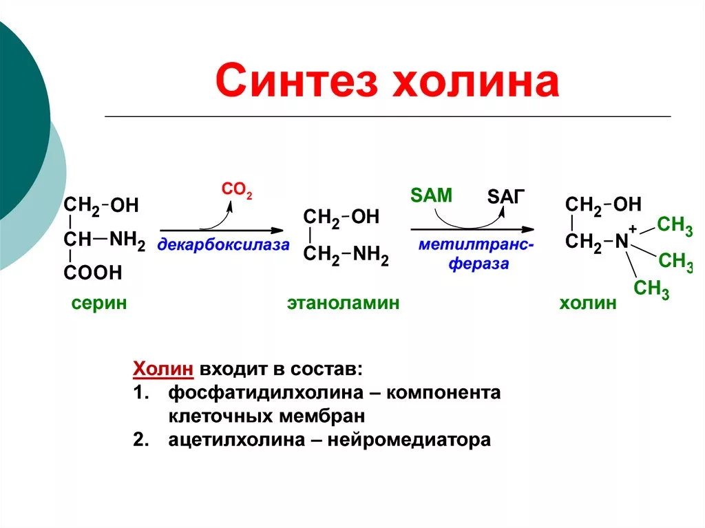 Для чего нужен синтез. Синтез Холина из этаноламина. Синтез Холина биохимия из метионина. Реакция образования ацетилхолина. Синтез ацетилхолина Холина.