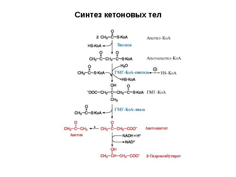 Теле синтез. Схема синтеза кетоновых тел. Синтез кетоновых тел биохимия. Синтез кетоновых тел биохимия реакции. Реакции биосинтеза кетоновых тел.
