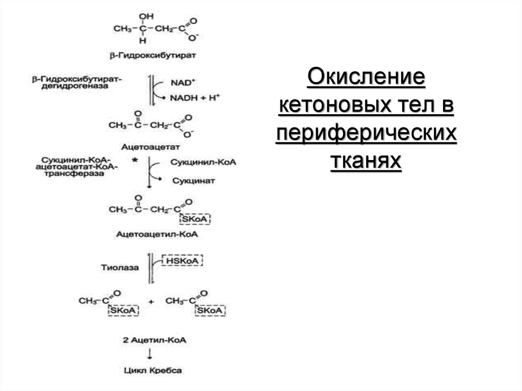 Теле синтез. Распад кетоновых тел биохимия. Синтез и окисление кетоновых тел. Окисление ацетоацетата. Схема окисления кетоновых тел.