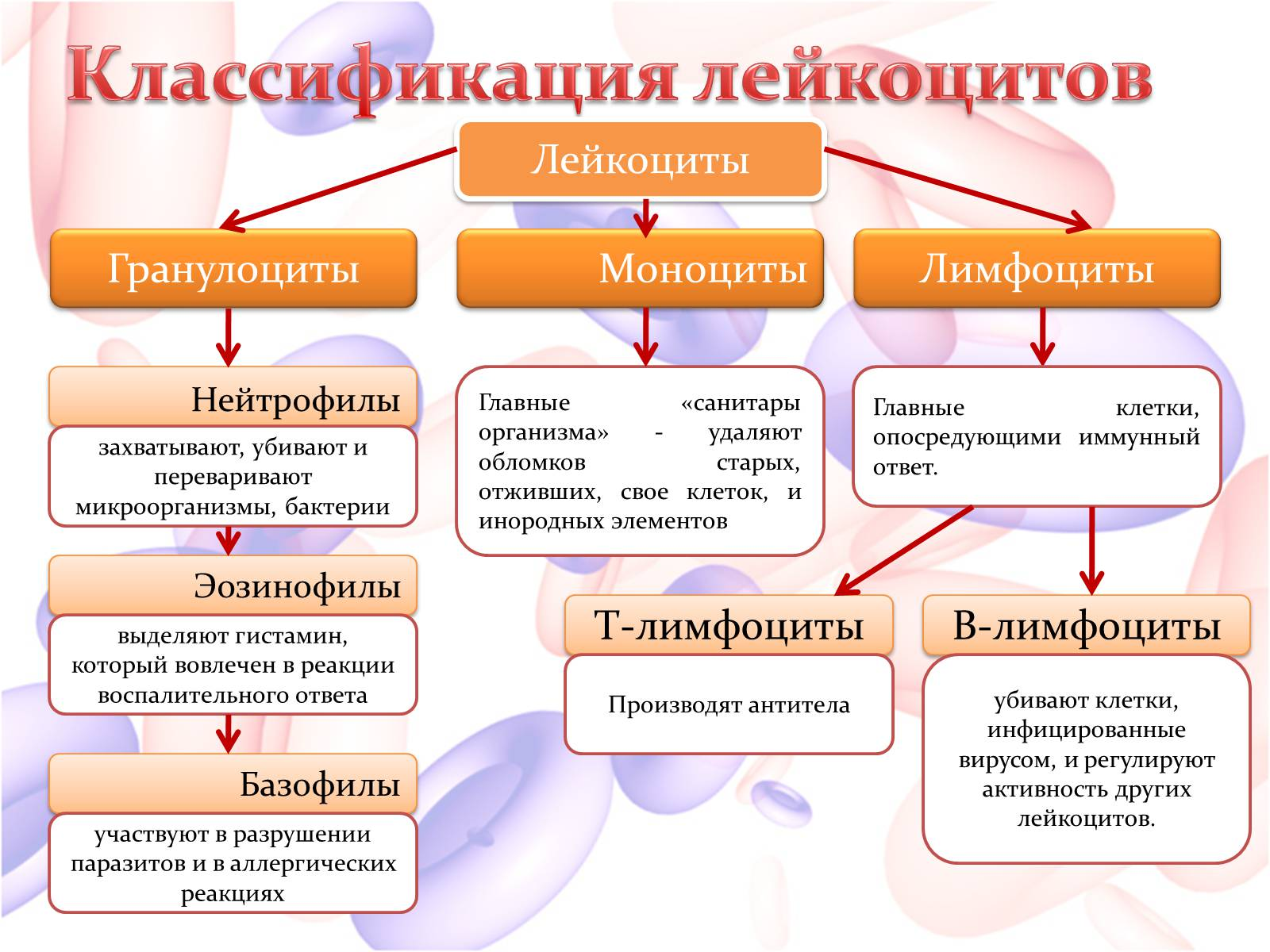 Функции различных видов лейкоцитов. Функции лейкоцитов схема. Виды лейкоцитов схема. Классификация кровяных клеток. Группы лимфоцитов