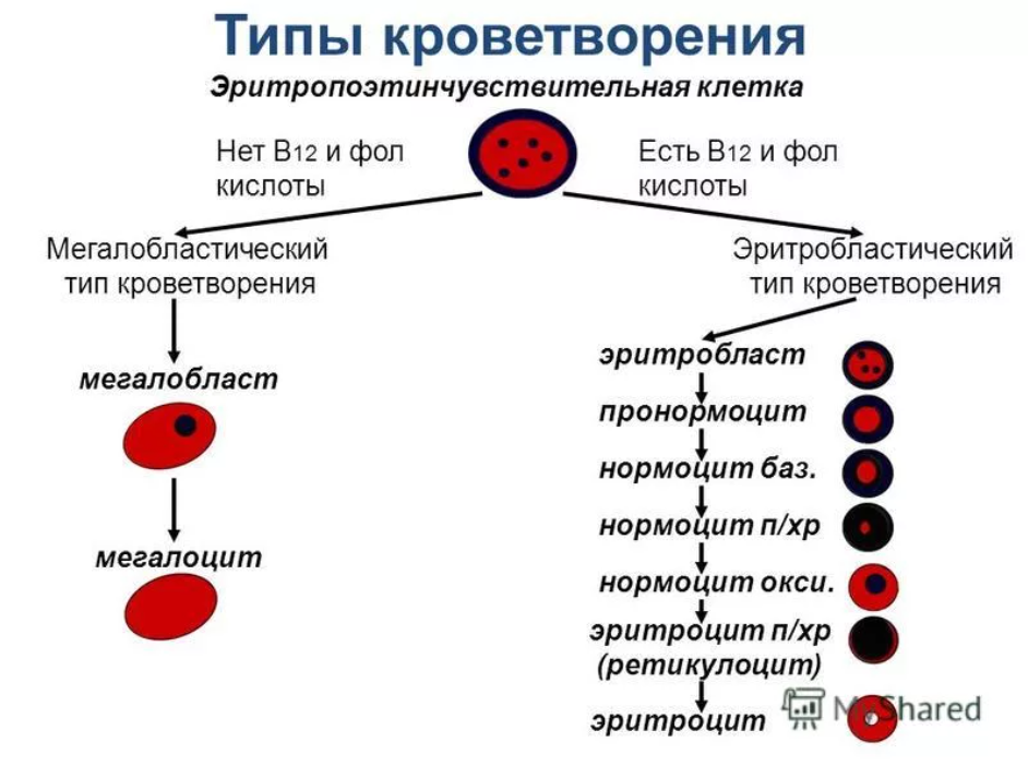Развитие клеток крови. Эритробластический нормобластический Тип кроветворения. Схема эритропоэза эритроцитов. Нормобластический Тип кроветворения схема. Эритропоэз схема кроветворения.