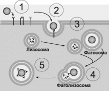 Фагоцитоз