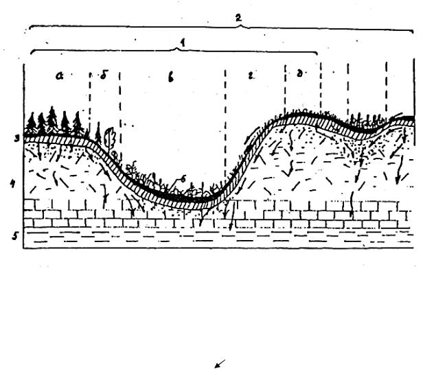 Морфологическая структура водоема