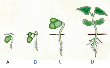 020 Germination haricot.png