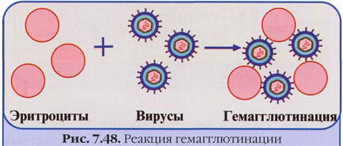 Противовир иммунитет, иммун р-ции в вирусол