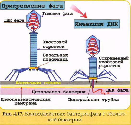 Укажите какой цифрой на изображении отмечен бактериофаг