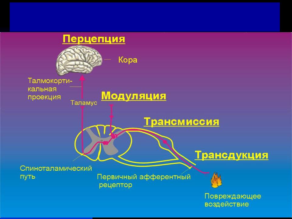 Схема механизмов развития первичной и вторичной гиперальгезии