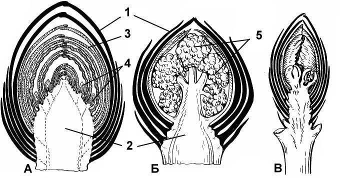 Рисунок строение почки вегетативной и генеративной