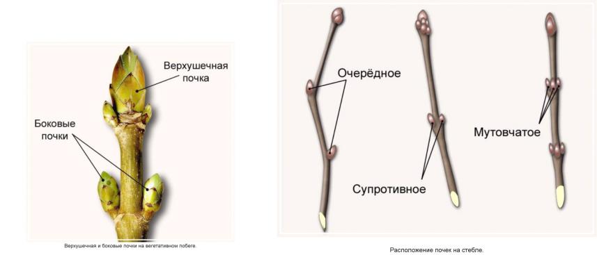 Почему почка побег