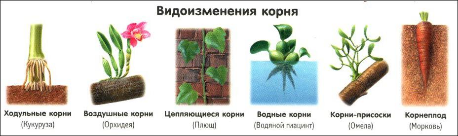 Растения имеющие видоизмененные корни