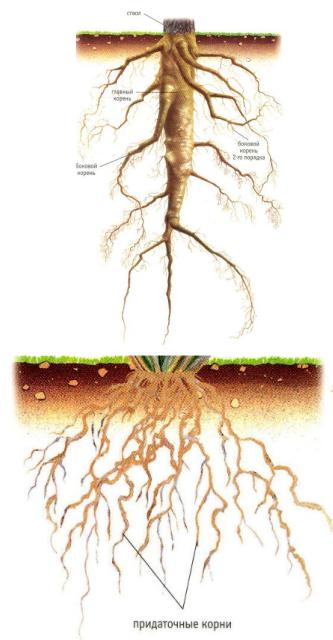 Выраженный главный корень. Морфология растений корневые системы. Двудольные корни корневища.