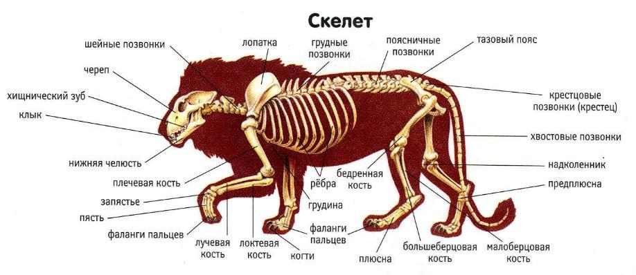 4.1.3 Скелет парных конечностей и их поясов . Эволюционно-функциональная морфоло