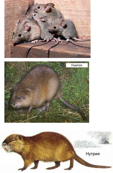 Чем отличается ондатра от. Бобер нутрия и ондатра. Выдра ондатра нутрия. Нутрия ондатра Бобр. Мускусная крыса нутрия.