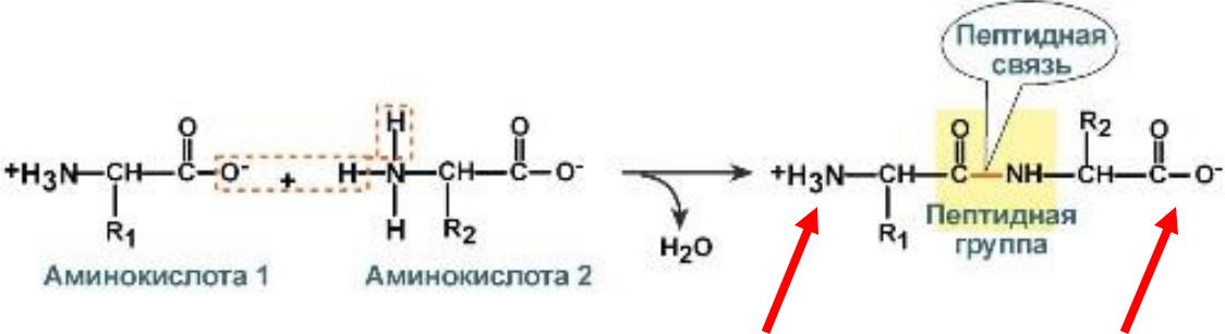 Пептидная связь является. Аминокислоты образование пептидной связи. Реакция образование пептидной связи между 2 аминокислотами. Реакция образования пептидов. Пептиды строение пептидной связи.