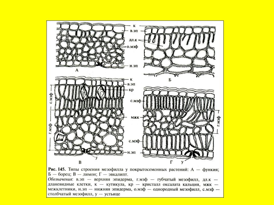 Мезофилл листа клетки. Мезофилл листа губчатый и столбчатый. Тип строения мезофилла. Строение клетки мезофилла листа. Дланевидные клетки мезофилла.