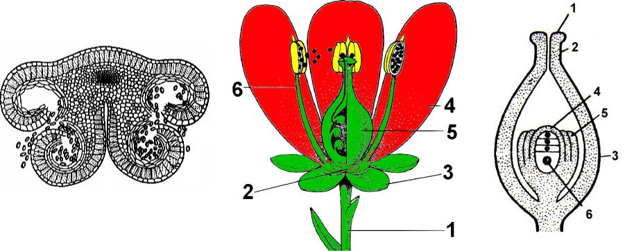 Половое размножение цветковых растений обеспечивают органы