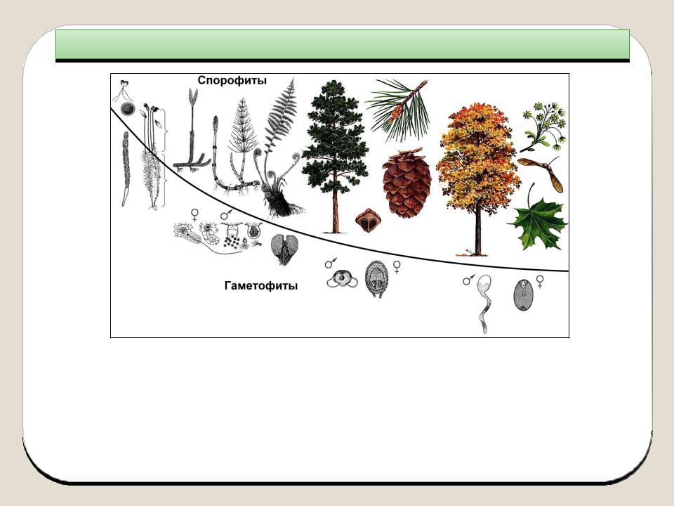 Сравните функции гаметофита. Эволюция гаметофита растений. Эволюция гаметофита и спорофита схема. Гаметофит покрытосеменных растений. Эволюция гаметофита и спорофита у растений.