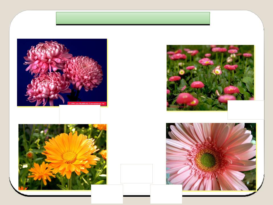 Семейства двудольных растений сложноцветные. Chrysanthemum семейства Asteraceae. Хризантема однодольная или двудольная. Сем Сложноцветные. Двудольные Астровые растения.