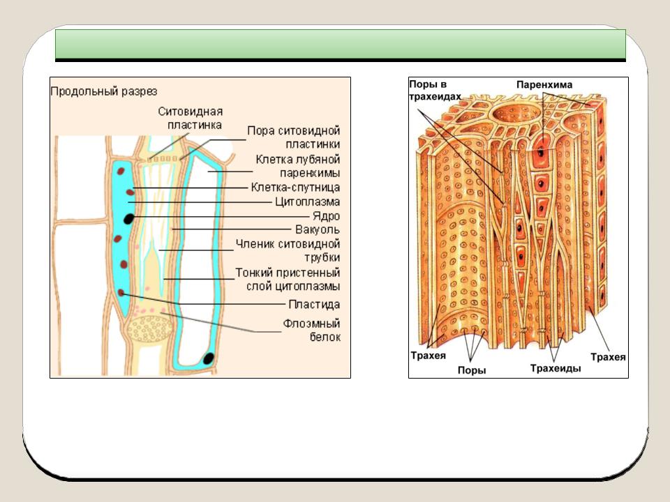 Флоэма образовательная. Трахеиды и ситовидные клетки. Ситовидные клетки и ситовидные трубки. Сосуды и ситовидные трубки. Ситовидные трубки растений.